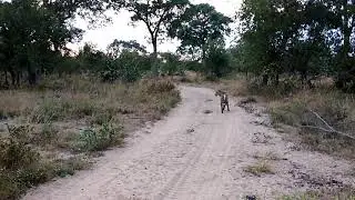 #DeepWildLife leopard hunt fails
