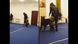 Akita dog training off leash