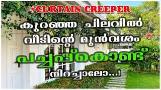 Curtain Creeper Malayalam | Gardening 2023 #homedot #hometech #homedotapp