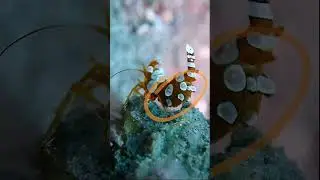 Sexy Shrimp - Thor amboinensis - Negros Oriental, Philippines