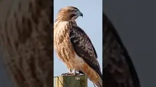 whistling eagle haliastur indus sound #birds #birdsong #birdindonesia