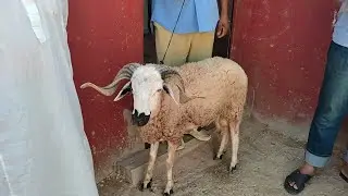 بتوفيق من الله عدنا للأختين سناء ويامنة شكرا على كل تفاعلاتكم هاتف الأب للمساعدة 0618477133