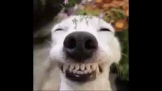 smiling dog meme