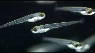 From Perception to Behavior: The Neural Circuits Underlying Prey Hunting in Larval Zebrafish
