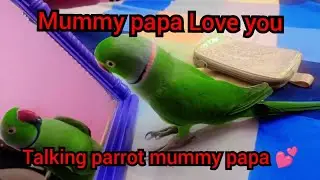 Говорящий попугай мама папа 💕 Мумия Папа Болне вала Тота Митху 🦜😍🥰❤️