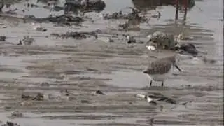 Dunlin / Bonte strandloper