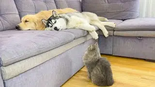 What Does a Cat do When It Finds Sleeping Dogs