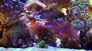 Calloplesiops altivelis and calloplesiops argus
