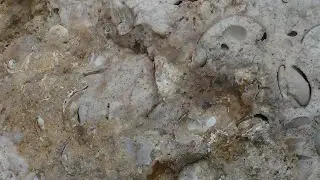 How Are Fossil Concretions Formed? - Safari Sam