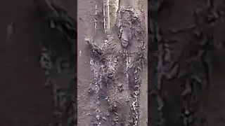 Черноглазый архантроп, предок Балды с долговыми расписками от попа к черноглазому чёрту рогатому