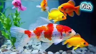 Golden croaker fish swimming in ultra-realistic underwater scene 3
