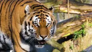 Tiger 01 - Royalty Free Stock Video Footage in HD