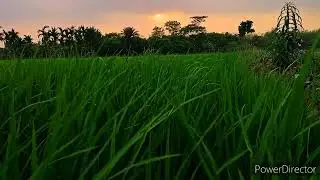 Village nature status/Whatsapp nature status/village Nature.....