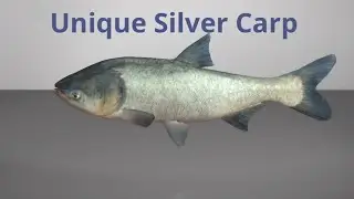 Fishing Planet unique Silver Carp (Dnipro River)