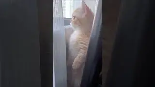 #sundaycat #catfunny #minggukocak #kucingshorts #catsoftiktok #relaxwithcats