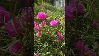 kaise main bhula du 90s love song #trending #isu #viral #india_wala #flower #nature #romanticstatus