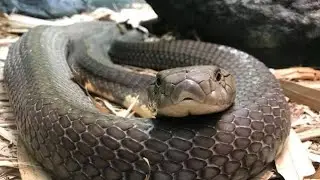 Gulsoh(king cobra) khut ngong te feet 5 val thingbong (mankhong) in  ana khen lum me 😱😱😱