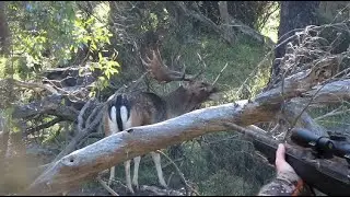 Epic fallow rut - She was pregnant and shot this buck!