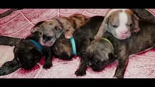 Bully puppies (Myas Levels went back up) DogVlog #78 (Dog Breeder)