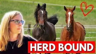 The Hidden Challenges of Owning Two Horses (What No One Tells You!)