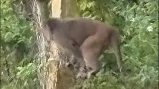 EUDAi MONiA - #scimmie #monkey  #vietnam #danang #street #walking #food #live #giungla #jungle