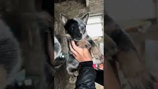 Blue Heeler Puppies - Australian Cattle Dog - Adorable #shorts