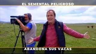 Toro Bravo de La Palmosilla Abandona Sus Vacas