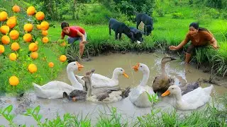 Women Found Goose in water for Dog - Fried Goose For Night Eating delicious