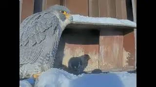 Harvard FAS peregrines bonding 20 Jan 2026