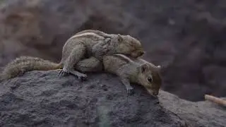 Squirrels mating