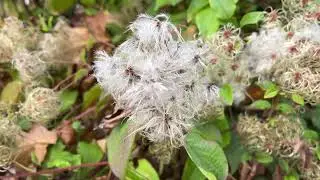 Old mans beard (Clematis vitalba) - leaves & fruit / achenes - October 2025