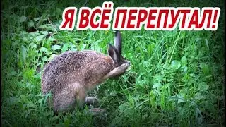 Заяц-русак (Lepus europaeus). Утренние процедуры. Зайчонок умывается