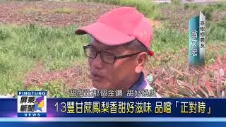 108 0605 高樹農友種多種鳳梨品種 產季不同分散風險