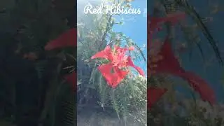 RED Hibiscus Flower 🌺  in Hawaii