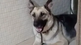 Angry Dog T.J #dog #cute #puppy #germanshepherd #magnusthetherapydog #doglover #angrydogbarking