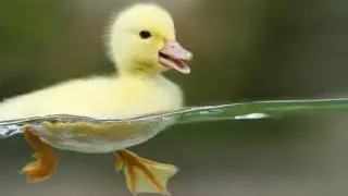 little duck chip chip - duck crying sound