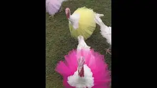Funny Turkey #funny