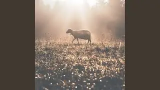 Wonder of Wonders