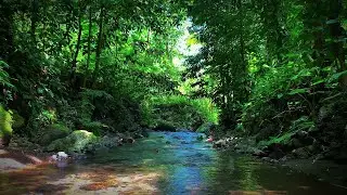 Relaxing Morning Bird Sounds in the Forest with River Water | Calm Nature Ambience