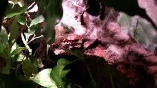 Avicularia Huriana beim futtern.....