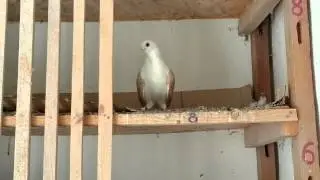 Bulgarian Pigeons