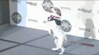 El perro de 