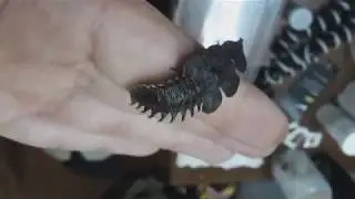 Platerodrilus sp. - TRILOBITE BEETLE / TRILOBITK&Auml;FER