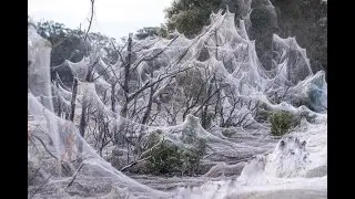 Паучий апокалипсис или нашествие пауков в Австралии #Australia #Victoria #spiders
