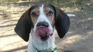 Treeing Walker Coonhound Jax Barking