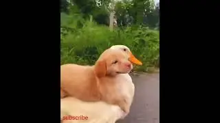 cutest puppy 🙈 | sub😘💯🎶😶 #lovevoice #ytshorts #animals #nature #shorts