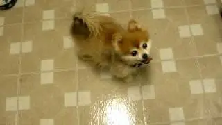 Talking Pomeranian