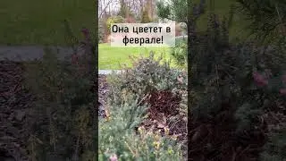 Вечнозелёный кустарник☘️ Эрика ☘️Цветёт в феврале и марте☘️ Erica darleyensis☘️