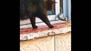 snake and cat #snake #cat #animalcollisions #shockingencounters #animalworld #fantasticbeastshere
