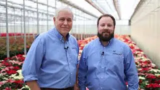Selecta One Poinsettias Supported by Ball Tech Team